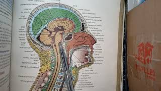 CNS Embryology Lec no1 Derivatives of Neural Tube Brain Vesicles Langman Embryology [upl. by Stockwell]