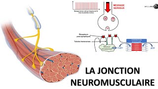 La synapse ou jonction neuromusculaire [upl. by Graff]