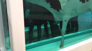 DAMIEN HIRST COW AT TATE MODERN LONDONMOV [upl. by Robb801]