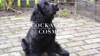 Cockalier Cosmo weekbyweek [upl. by Husein638]