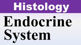 Chp20 Histology Inder Bir Singh  ENDOCRINE Glands Histology  Histology Lectures  Dr Asif Lectures [upl. by Robb]