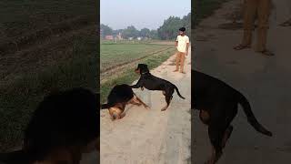 German shepherd vs rottweiler 🐕🐕‍🦺rottweiler germanshepherd shorts shortsfeed dogshorts pets [upl. by Heron152]