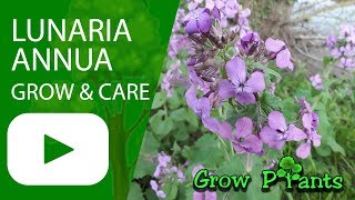 Lunaria annua  grow and care [upl. by Akirderf590]