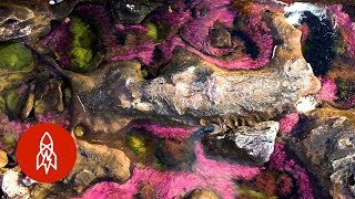 Float Along Colombia’s Rainbow River [upl. by Runkle227]