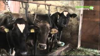 Investigation into the farming of dairy cows in Europe [upl. by Mcripley]