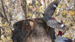 STAY AWAY W Slow Motion Replay quotSTAY AWAYquot SAYS Redbellied Woodpecker [upl. by Anipsed]