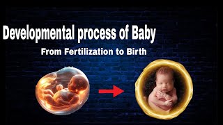 Developmental process of Baby  From fertilization to Birth  By AbuBakar Med Plus [upl. by Tay]