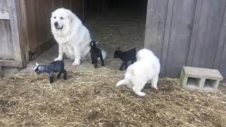 Great Pyrenees and Pygmy Goats [upl. by Kerstin226]