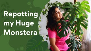 Repotting Monstera Deliciosa  StepbyStep Guide for Healthy Growth [upl. by Ahsatal]