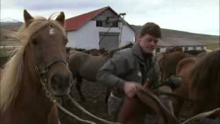 Under the Spell of Horses  Iceland [upl. by Corwun]