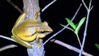 Vocalização de Hypsiboas albopunctatus [upl. by Mackintosh]