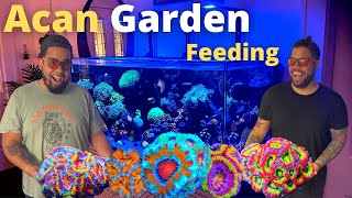 Acan Garden  Feeding [upl. by Ragland]