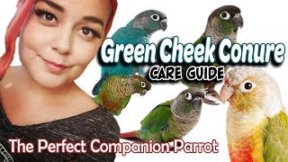 Green Cheek Conure Care  A Complete Guide [upl. by Arch]