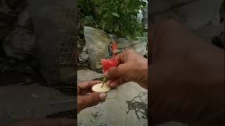 Trying to propagate hibiscus flowers with potato 🥔 viralviralvideo shortvideo [upl. by Yorgos478]