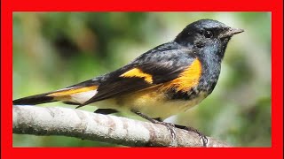 American Redstart Song American Redstart Call American Redstart Sound American Redstart Singing [upl. by Nomael]