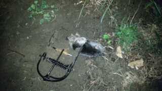 Mole capture with an Out OSight Mole Trap [upl. by Latrena]