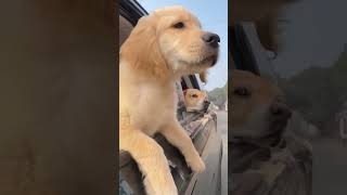 doglover puppy pets dog funny comedy goldenretriever minivlog 🤣😅🥲😆🥲😅😆👌👌👌 [upl. by Eolc]