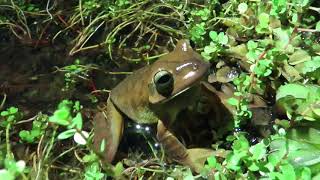 Blacksmith Treefrog Hypsiboas faber [upl. by Asital]