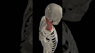 Head and Neck Flexion anatomy health humananatomy [upl. by Oilisab]