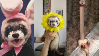 😂 Ferrets of Tiktok Compilation  Funny Ferrets videos  Funny ferret Fails  funny videos 2020 [upl. by Slifka313]