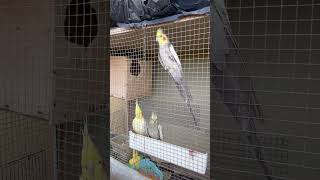 iscriviti subscribe inseperable calopsita cocorite lovebirds budgries parrot birdvlogs [upl. by Rifkin204]