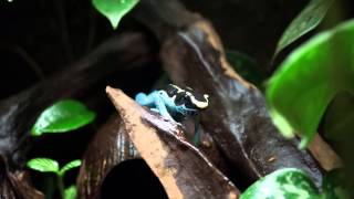 Dendrobates tinctorius graubeiner powder blue ruft calling [upl. by Atnicaj]