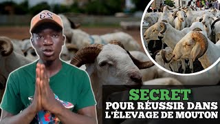 Comment CRÉER une Ferme délevage de Moutonsinvestir au pays [upl. by Ennaeerb837]