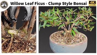 Willow Leaf Ficus  Clump Style Bonsai [upl. by Hosea257]