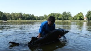 Pêche de lEsturgeon et de la Carpe  Technique amp Stratégie  Létang de la Lande  Carpemapassion [upl. by Oakes]