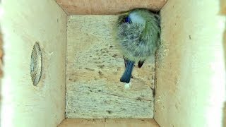 Tiny British Woodland Bird Cyanistes Caeruleus roosting overnight in timelapse [upl. by Lenzi]