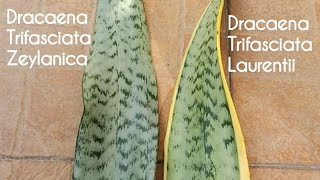 Comparing Dracaena Trifasciata Zeylanica and Dracaena Trifasciata Laurentii [upl. by Annola]