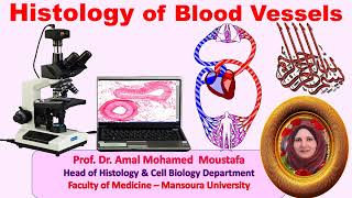 Histology of blood vessels Prof Dr Amal Mohamed Moustafa [upl. by Yesiad]