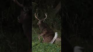 85 Year Old Whitetail Buck down with the Mission SUB1 XR Crossbow hunting wildlife outdoors [upl. by Colpin]