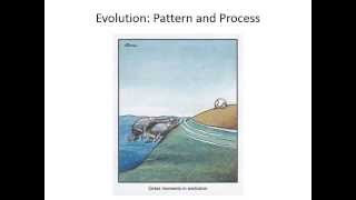 Evolutionary pattern and process [upl. by Cissiee]