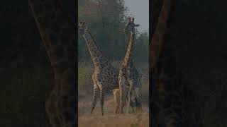 Giraffe Necking in Kruger National Park PK Safaris [upl. by Innavoig]