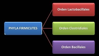 Dominio Bacteria  Phylum Firmicutes [upl. by Anitnerolf]