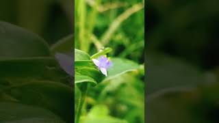 Cyanotis പീലി നീലി shorts flowers [upl. by Chem]