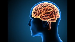 आपके दिमाग के बारे में तथ्य  Enigmatic Facts About the Human Brain and Consciousness [upl. by Ofilia]