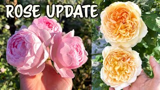 David Austin Roses and Weeks Rose UpdateLate Summer [upl. by Ichabod163]