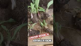 CONSOUDE BOCKING 14 Boutures de racine incroyable la vigueur de cette plante [upl. by Ariana]