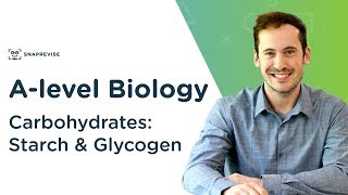 Carbohydrates Starch and Glycogen  Alevel Biology  OCR AQA Edexcel [upl. by Llenoj]