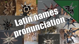 Pronunciation of latinscientific Tarantula names EP01 [upl. by Kolosick]