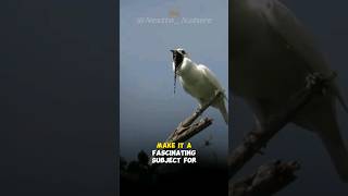 white bellbird  the loudest bird [upl. by Naved77]