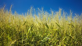 Bottlebrush Grass Loves Shade Loves Sun [upl. by Aihtenak]