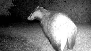 Maginon Wildlife Camera footage of a Badger at night [upl. by Enilekaj]