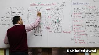 Anatomy of Brainstem Part 4  Interpeduncular fossa By Dr Khaled Awad [upl. by Gustin]