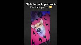 Ojalá tener la paciencia de este perro 😭 humor apt song perros memes paciencia [upl. by Bently]