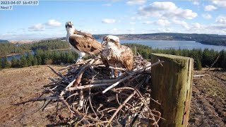 Kielder Ospreys Live Stream Nest 7 [upl. by Oyek]