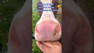 Vache se prend pour un chien  Elle renifle et lèche le trépied et ma main 🤣🐄🐶 Vache drole shorts [upl. by Enila]