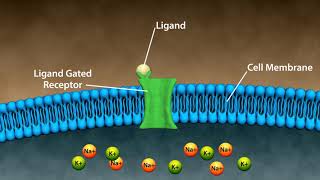 Types of Drug Receptors [upl. by Suckow877]